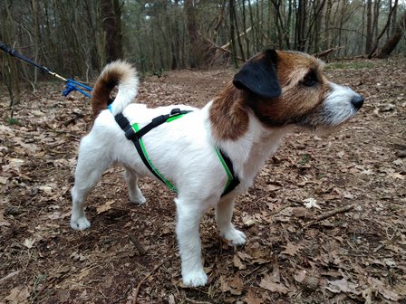 schetsen Het beste test Open-back harnas voor kleine honden v/a 5 kg - Run with Pride | Dog sport  equipment