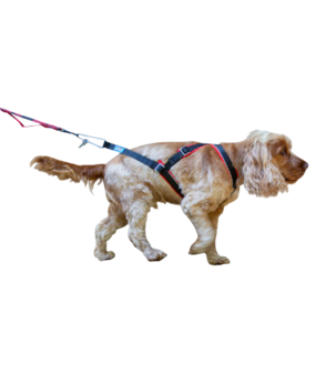 wapenkamer Ga lekker liggen gallon Open-back harnas voor kleine honden v/a 5 kg | Red - Run with Pride | Dog  sport equipment