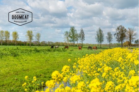 Paardenoren met haar