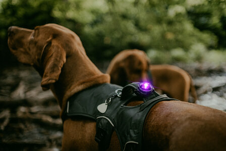 ORBILOC DOG DUAL | PURPLE *Waterschade verpakking