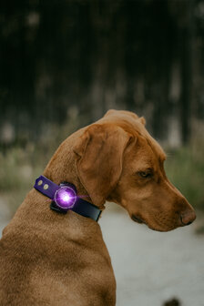 ORBILOC DOG DUAL | PURPLE *Waterschade verpakking