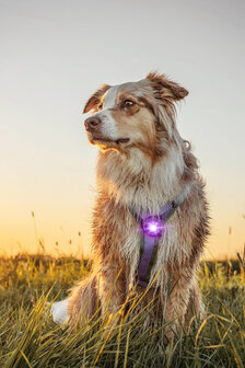 ORBILOC DOG DUAL | PURPLE *Waterschade verpakking