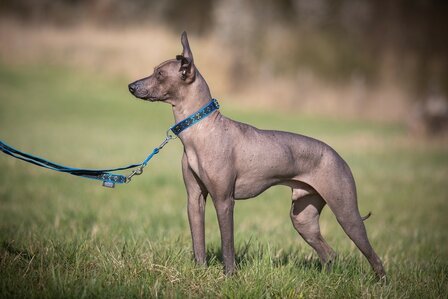 PUPPY COLLAR