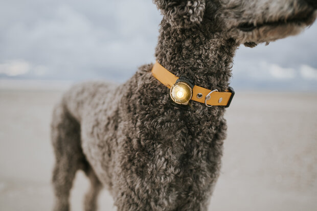 ORBILOC DOG DUAL | GOLD