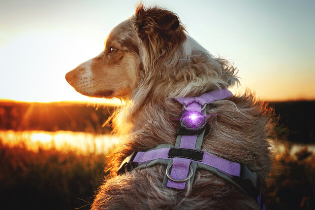 ORBILOC DOG DUAL | PURPLE *Waterschade verpakking