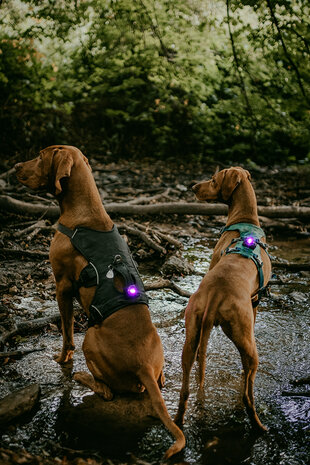 ORBILOC DOG DUAL | PURPLE *Waterschade verpakking