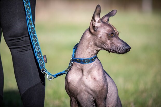 PUPPY COLLAR